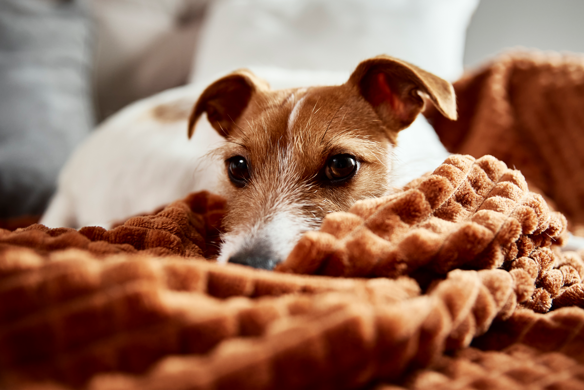 Dog not eating? The best tips to find the cause and a solution