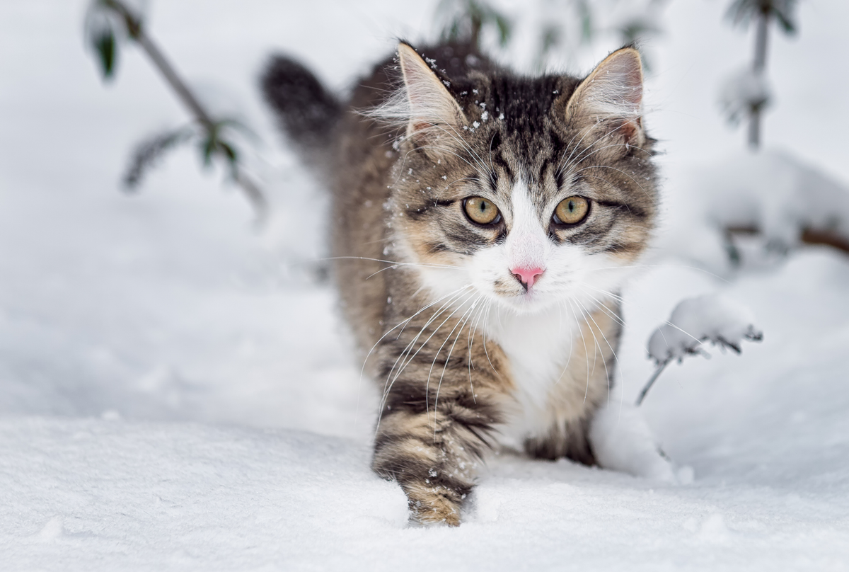 Cats – strengthening the immune system