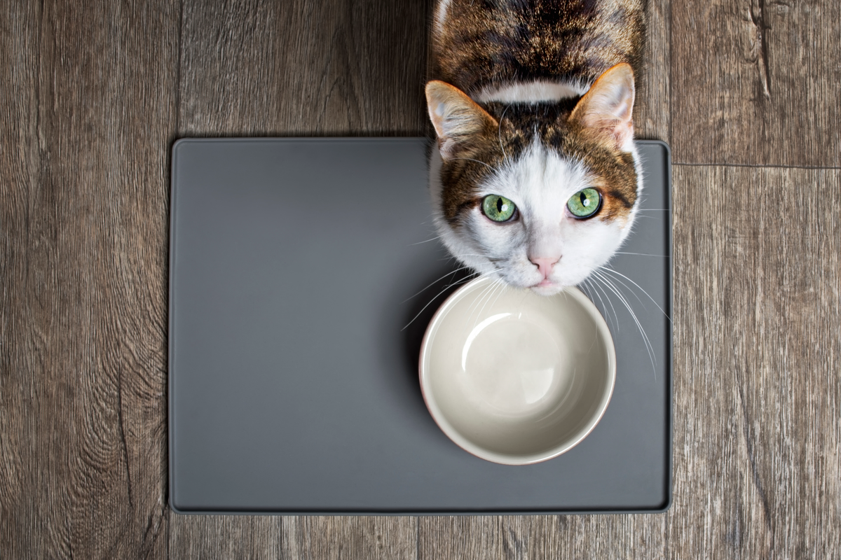Cat supplements – what matters