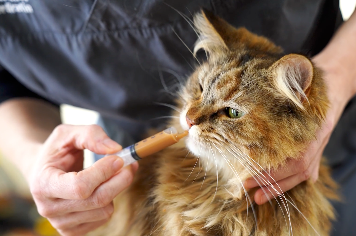 Food refusal in cats: recognising causes and finding solutions