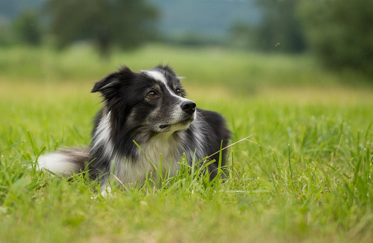 Why do dogs eat grass? 7 important reasons and what you should know