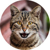 Customer avatar
