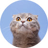 Customer avatar
